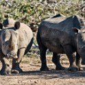 Kruger 433 copia